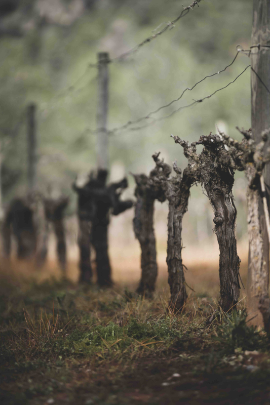 Dosterras, un món nou fet de mons antics 3