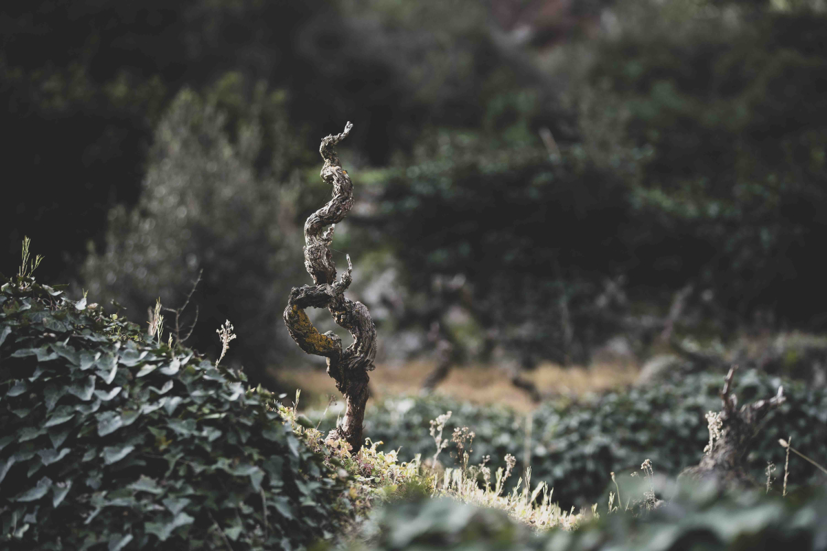 Dosterras, un món nou fet de mons antics 4