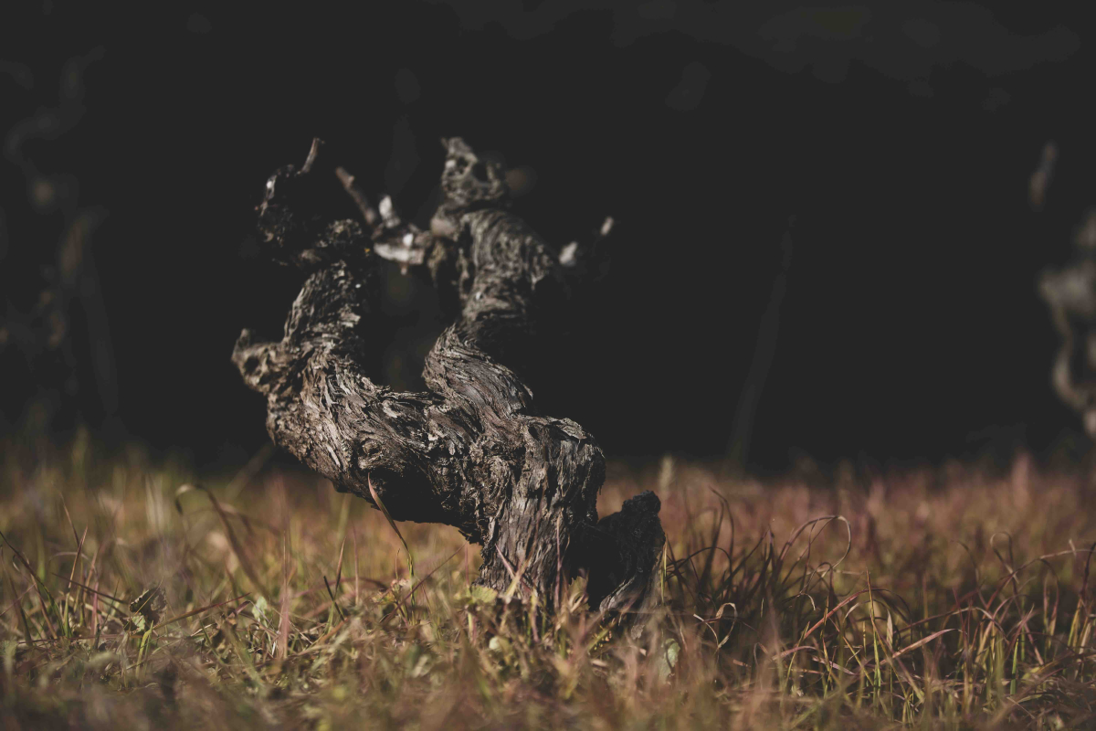 Dosterras, un món nou fet de mons antics 5