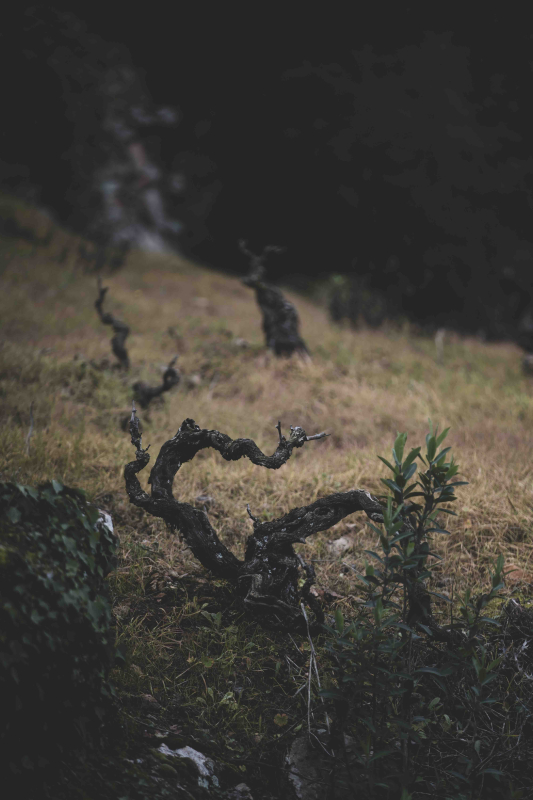 Dosterras, un món nou fet de mons antics 6