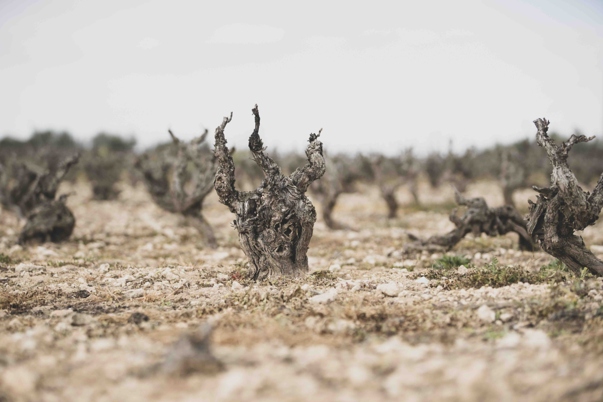 Dosterras, un món nou fet de mons antics 7