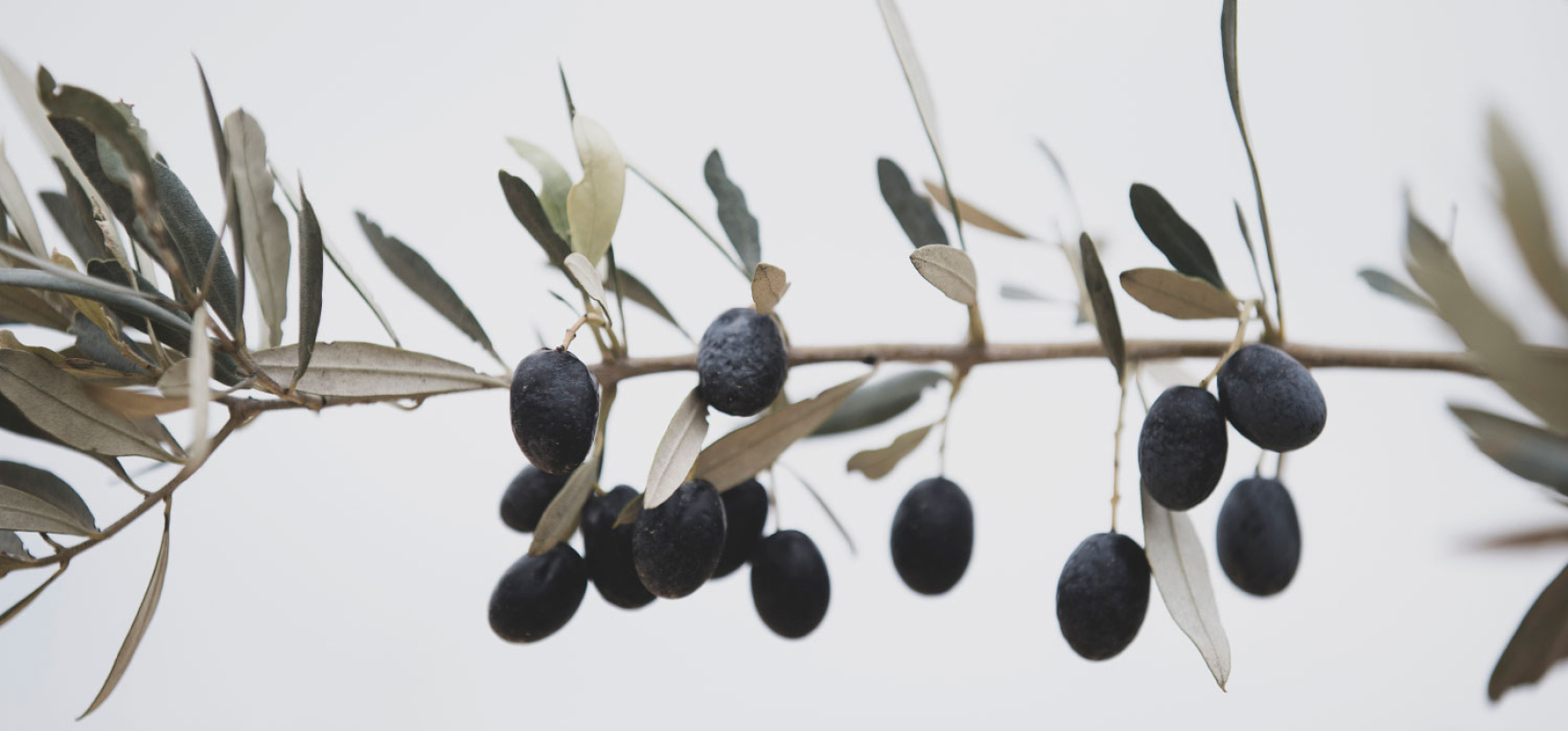 Enlairem les DOP-IGP Catalanes 2