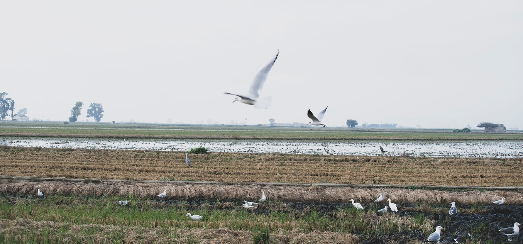 Enlairem les DOP-IGP Catalanes 3