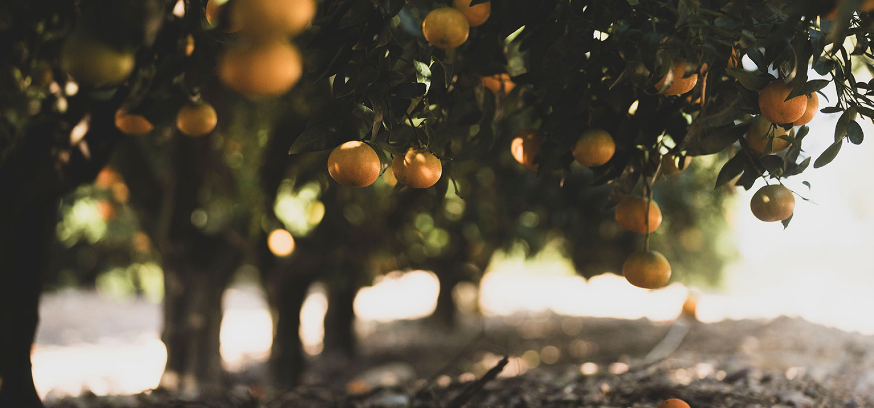 Enlairem les DOP-IGP Catalanes 5