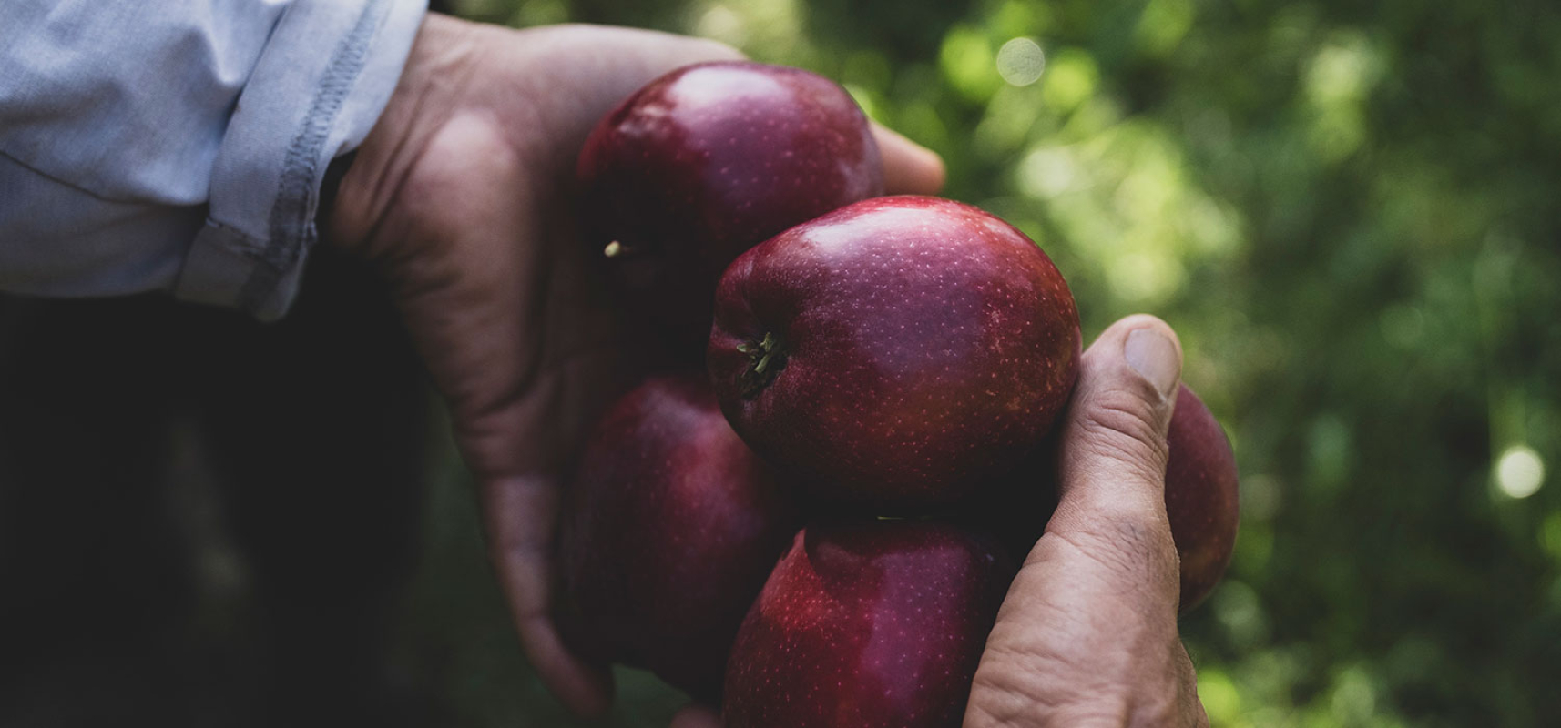 Enlairem les DOP-IGP Catalanes 6