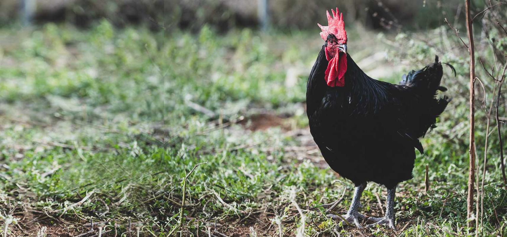 Enlairem les DOP-IGP Catalanes 7