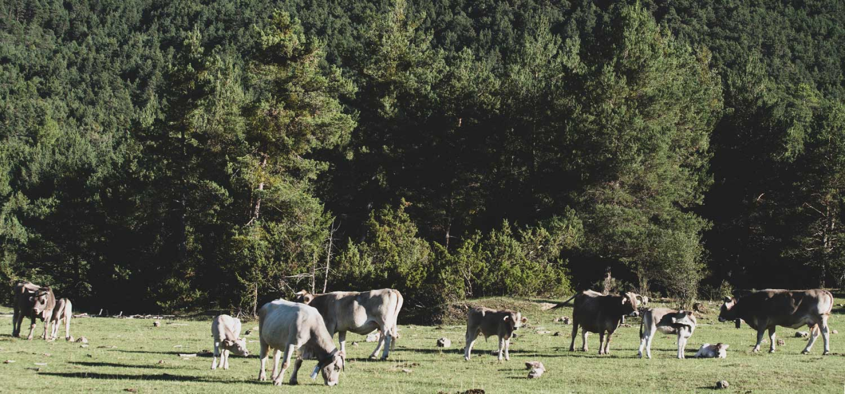 Enlairem les DOP-IGP Catalanes 9