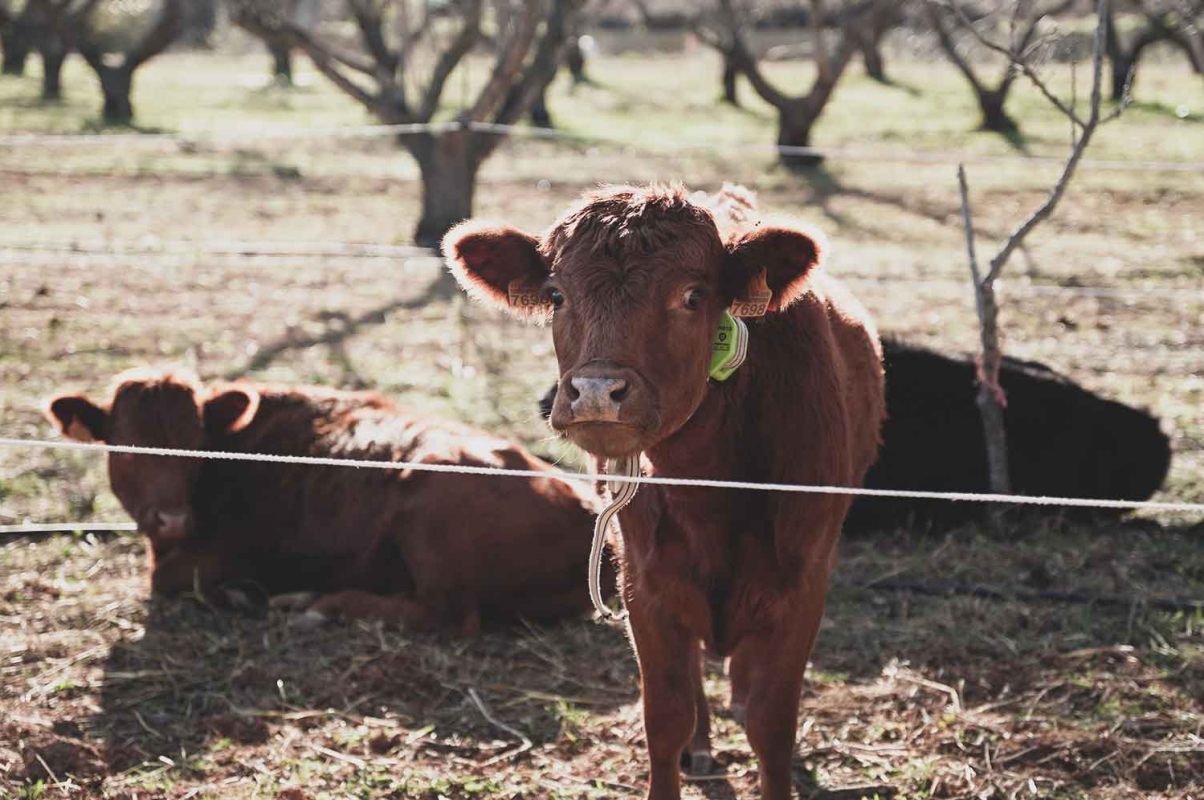 Agricultura regenerativa 8