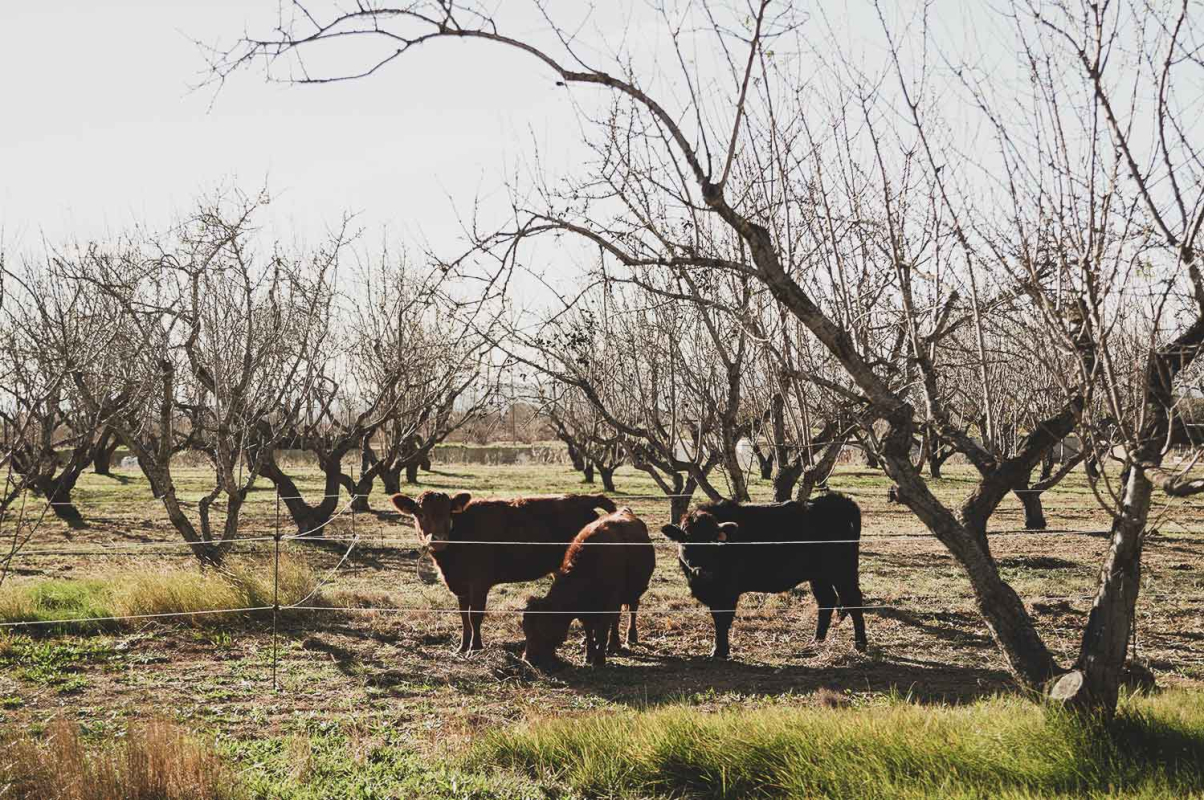 Agricultura regenerativa 10