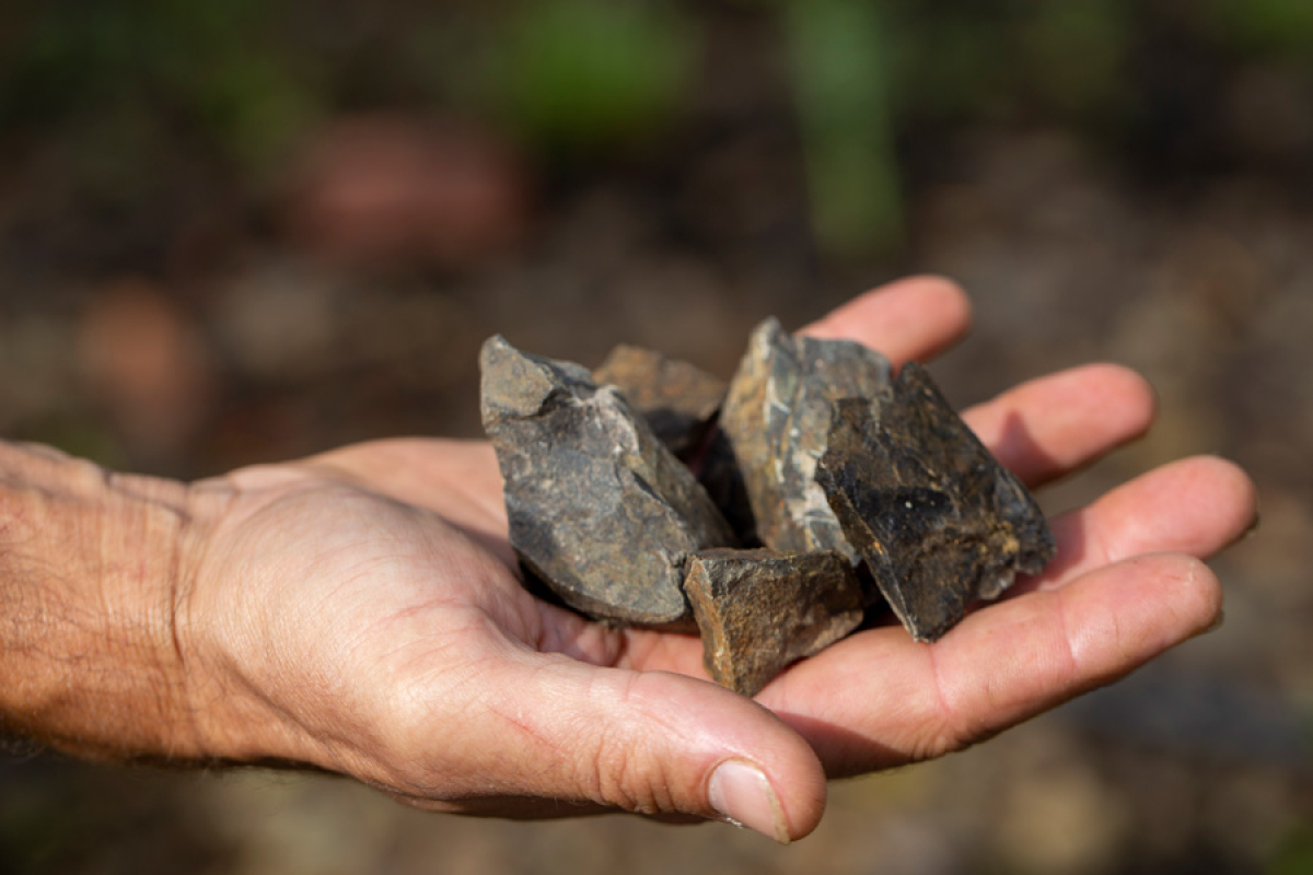 Recuperem la terra, cuidem oliveres, fem paisatge 1