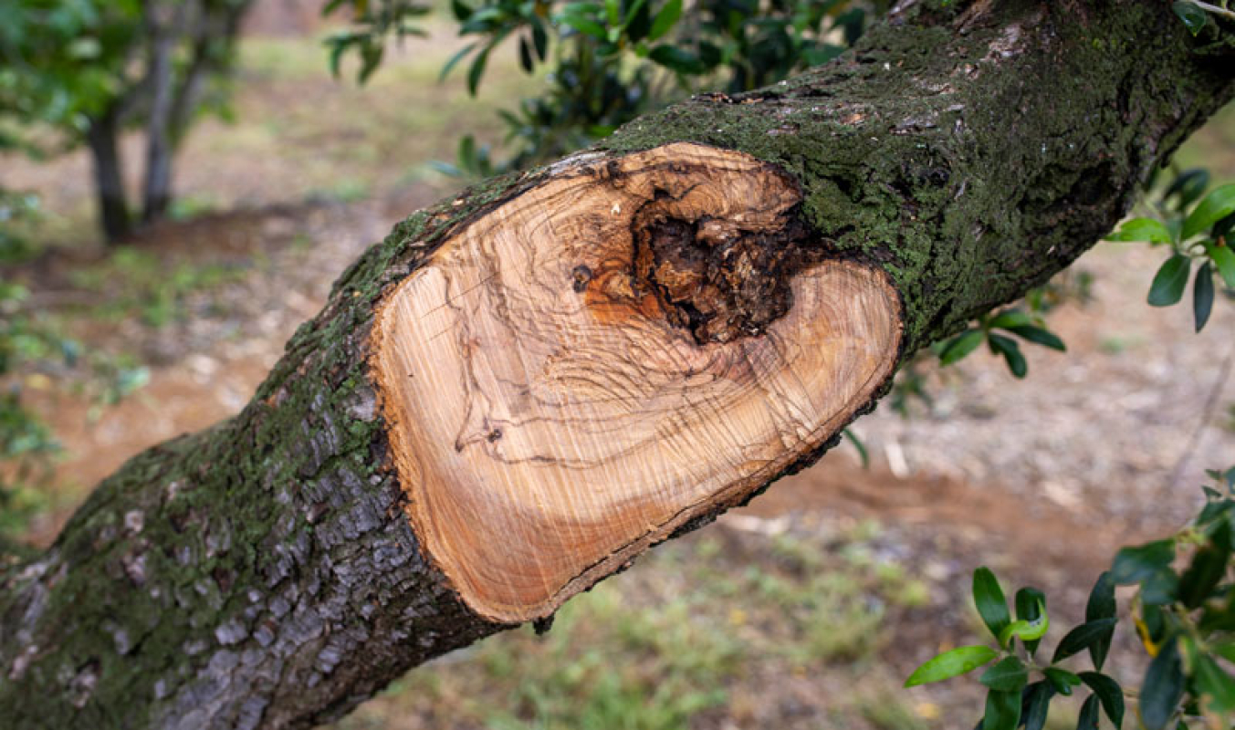 Recuperem la terra, cuidem oliveres, fem paisatge 6