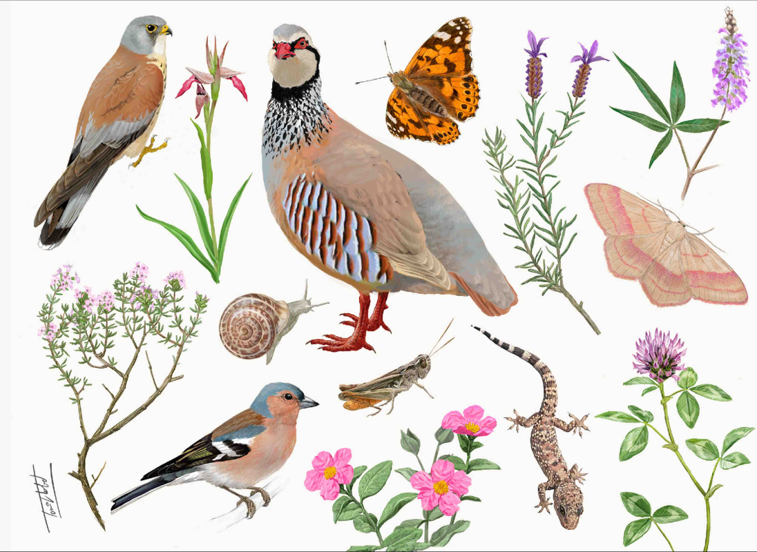 Mosaic de Família Espelt 2