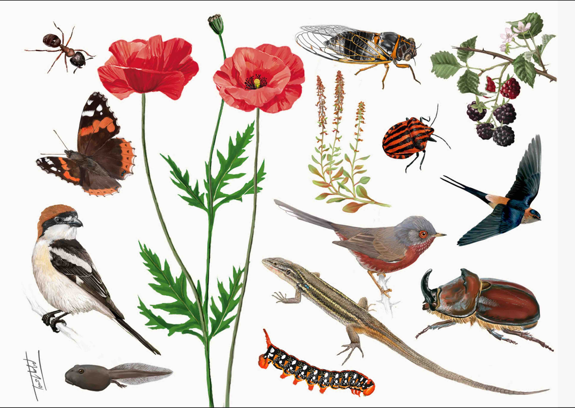 Mosaic de Família Espelt 4