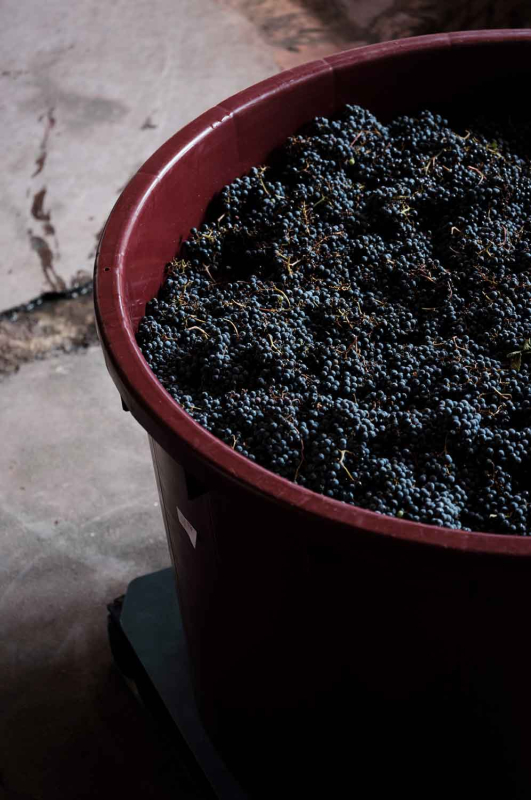 La màgia d’allò natural 3