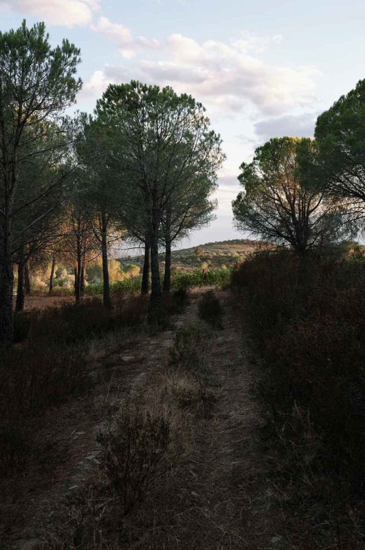 La màgia d’allò natural 7