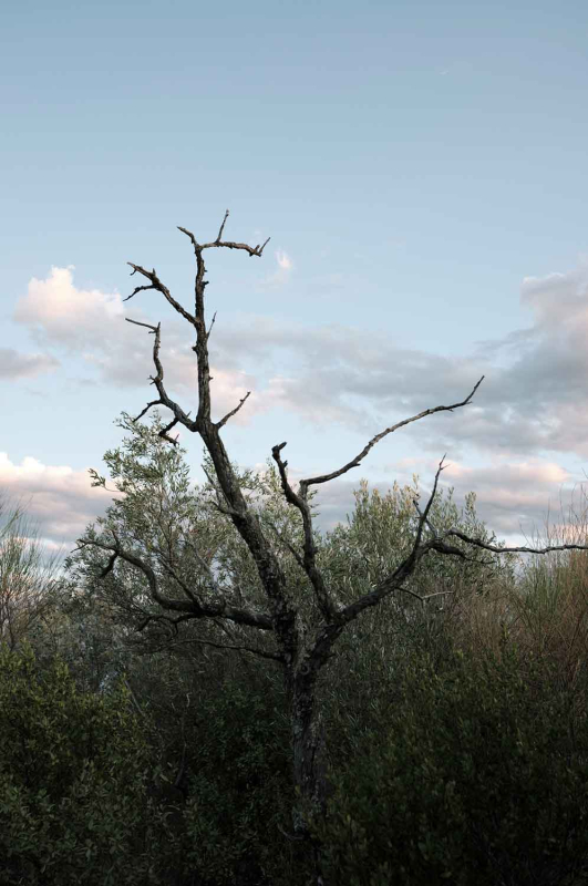 La màgia d’allò natural 10