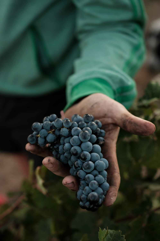 La màgia d’allò natural 14